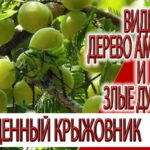 Видение - дерево Амалаки и злые духи, величие священного Крыжовника