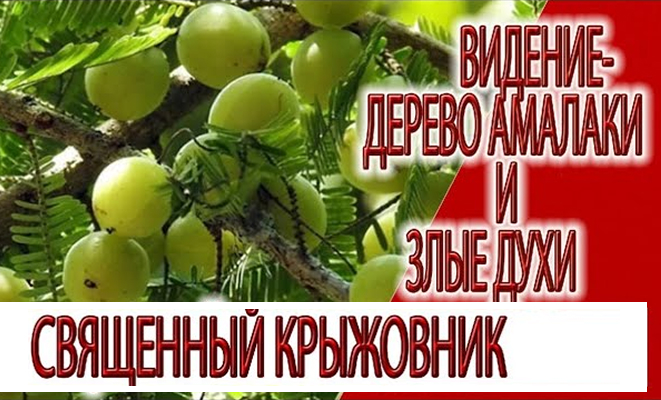 Видение - дерево Амалаки и злые духи, величие священного Крыжовника